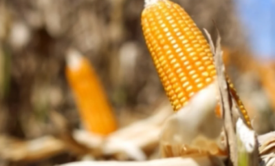 Imagem da notícia Produzir um hectare de milho em MS custa R$ 4,4 mil e exige produtividade acima da média para cobrir gastos